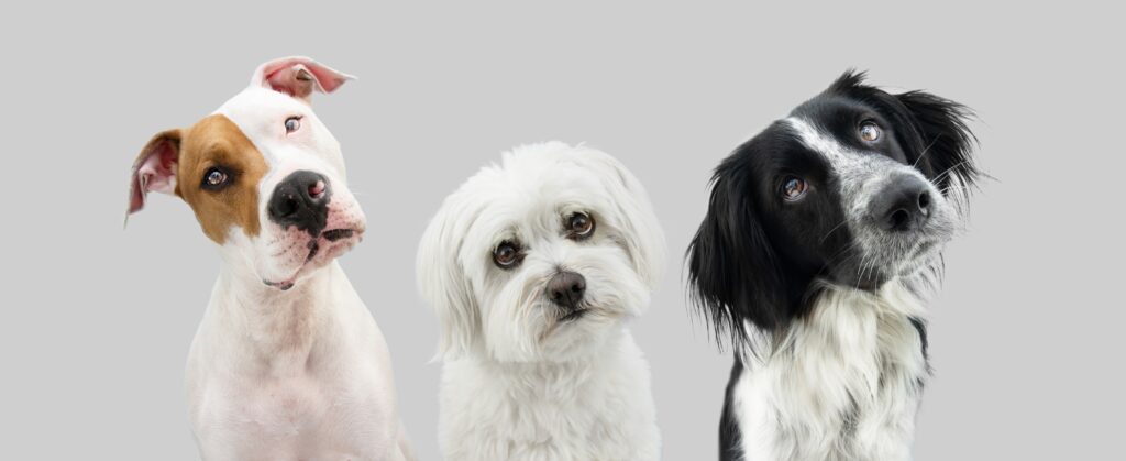Hundetræning for alle - Tæt på arhus - indendørs - Hvalpe - Voksenhunde - Nose Work